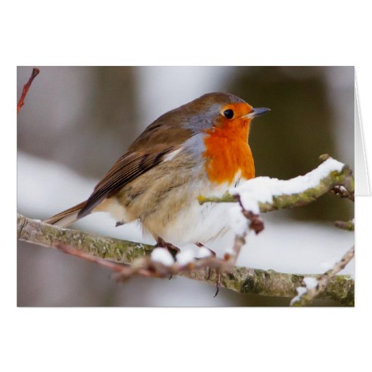 Robin in Winter Cards (Front Horizontal)
