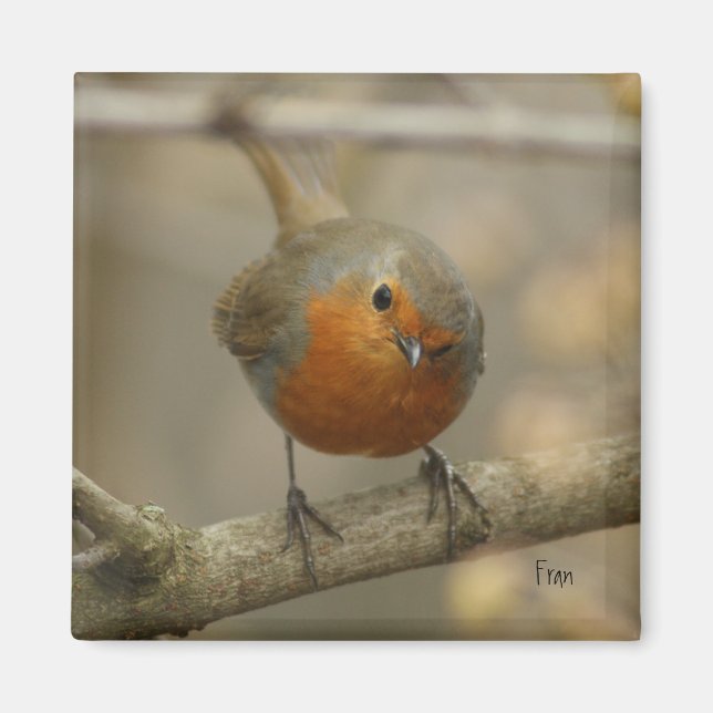 robin magnet (Front)