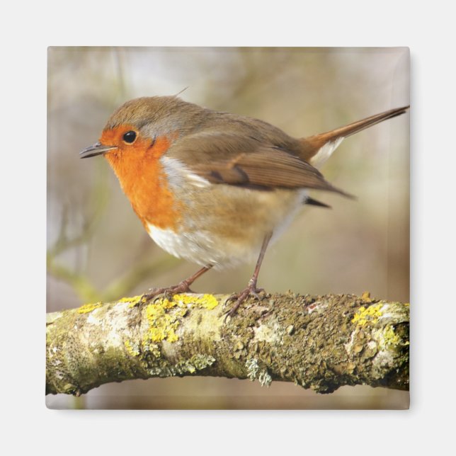 Robin Magnet (Front)