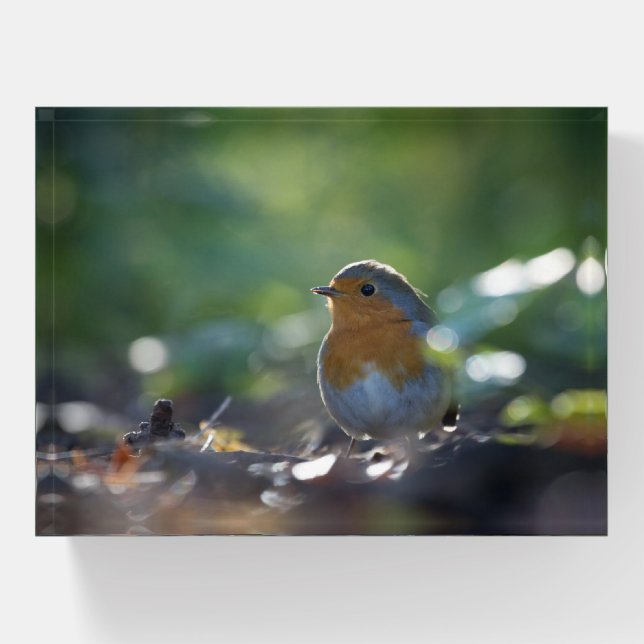 Robin Nature Photo Paperweight (Front)
