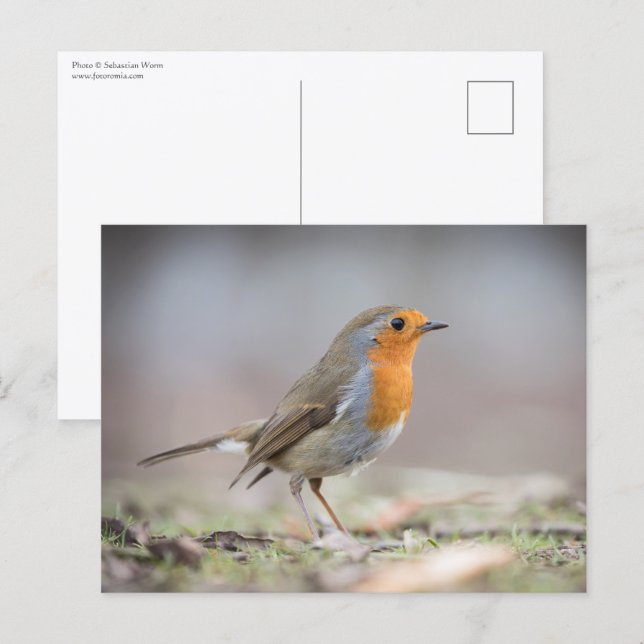 Robin Nature Photo Postcard (Front/Back)