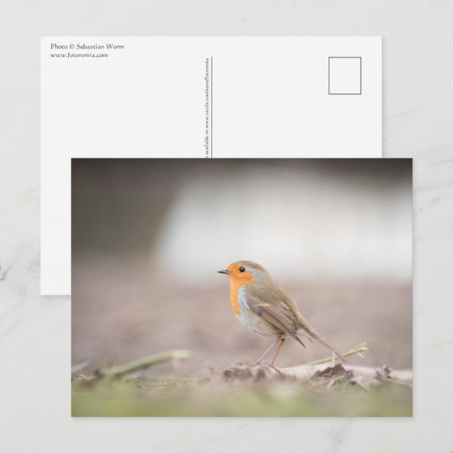 Robin Nature Photo Postcard (Front/Back)