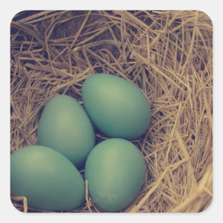 Robin Nest and Eggs Square Sticker