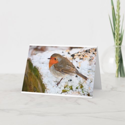 Robin on a snowy log holiday card