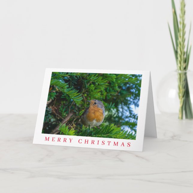 Robin on a tree up close Christmas card  (Front)