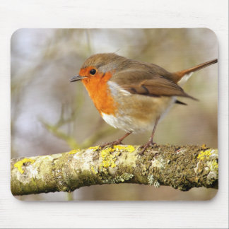 Robin on Branch Mouse Pad