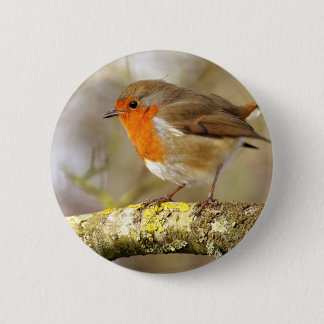 Robin on Branch Pinback Button