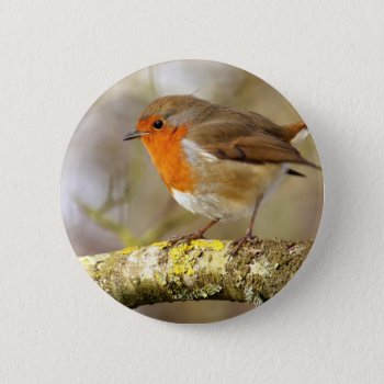 Robin On Branch Pinback Button by Welshpixels at Zazzle