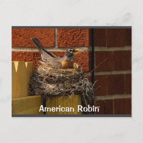 Robin on Nest Postcard