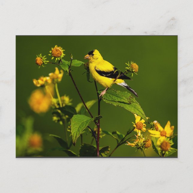 Robin on Nest Postcard (Front)
