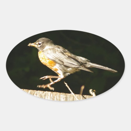 Robin Oval Sticker