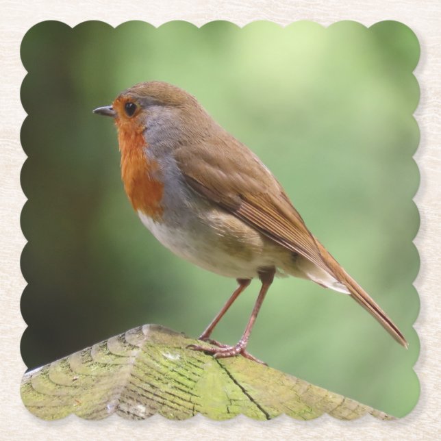 Robin Paper Coasters (Front)
