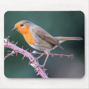 Robin Perched on a Blackberry Branch Mouse Pad