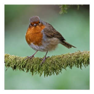 Robin perched on a moss covered tree branch poster