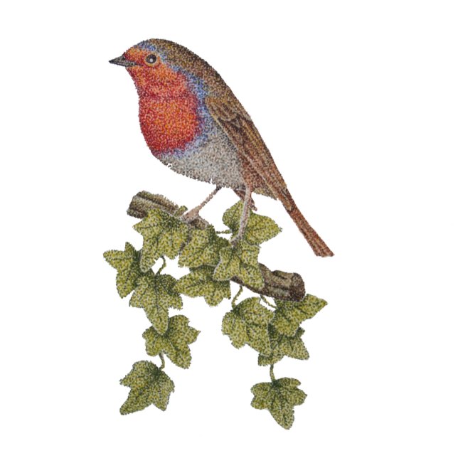 Robin perched on ivy leafs wild birds pen (Creator Uploaded)