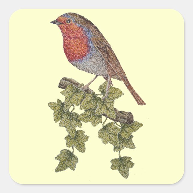 Robin perched on ivy leafs wild birds square sticker (Front)