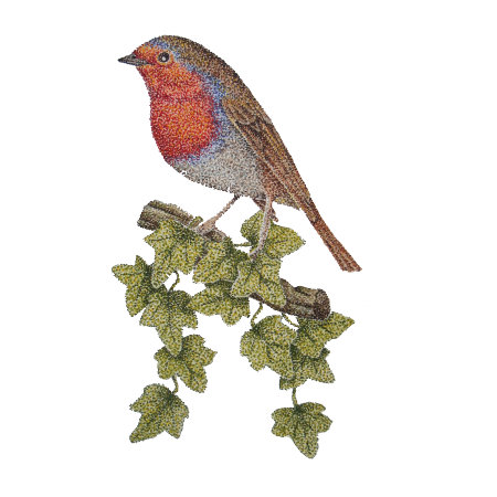Robin Perched On Ivy Leafs Wild Birds Wrapping Paper
