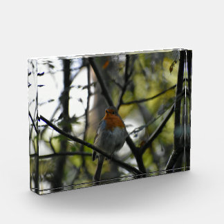 Robin photo block