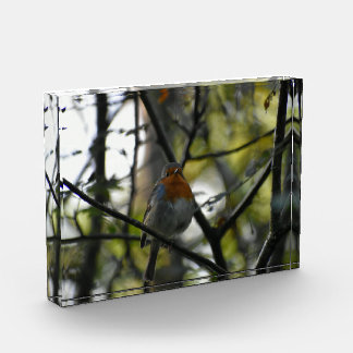 Robin photo block