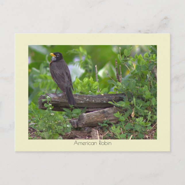 Robin Photo Postcard (Front)