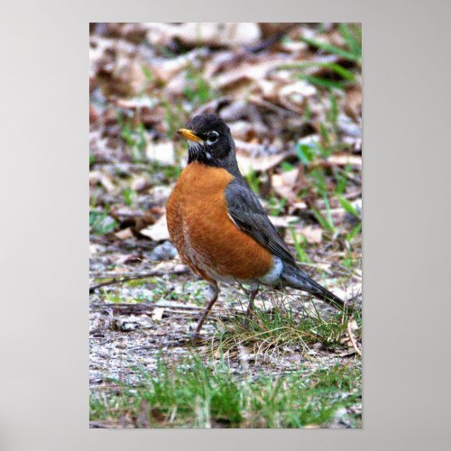 Robin Photo Poster