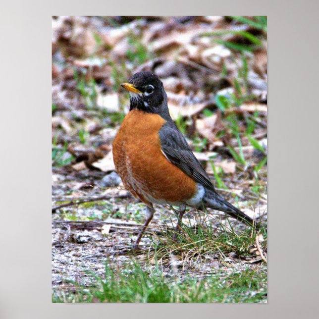 Robin Photo Poster (Front)