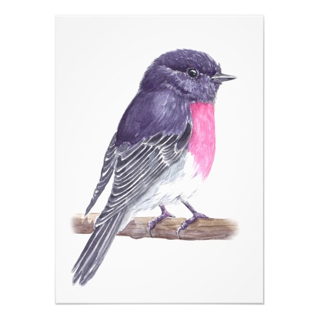 Robin Photo Print (Front)