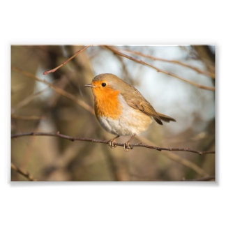 Robin Photo Print