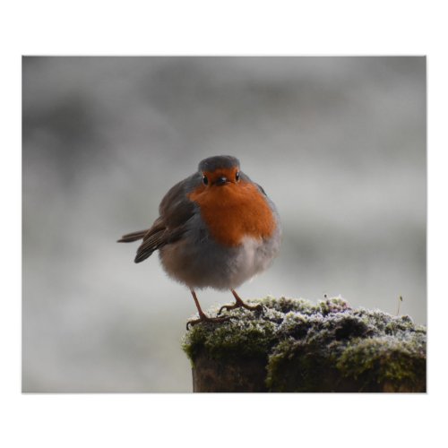 Robin  photo print