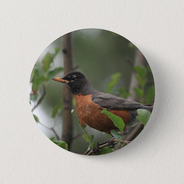 Robin Pinback Button (Front)