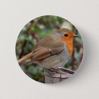 Robin Pinback Button
