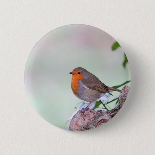 Robin Pinback Button (Front)