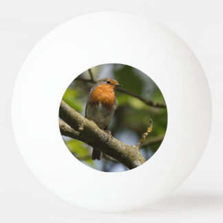 Robin Ping-Pong Ball