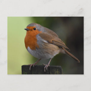 Robin  postcard