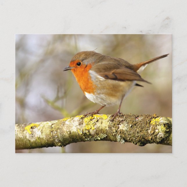 Robin Postcard (Front)