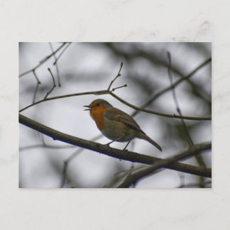 Robin  postcard