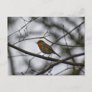 Robin  postcard