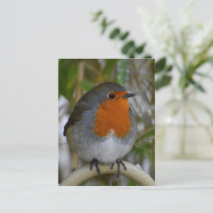 Robin postcard