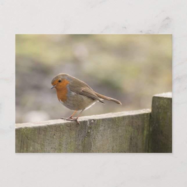 Robin Postcard (Front)