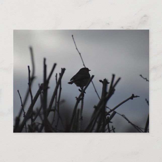 Robin  postcard (Front)
