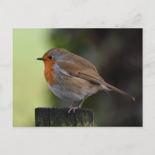 Robin  postcard