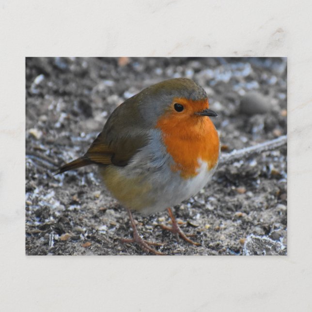 Robin Postcard (Front)