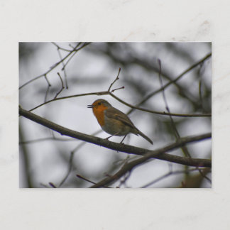 Robin  postcard