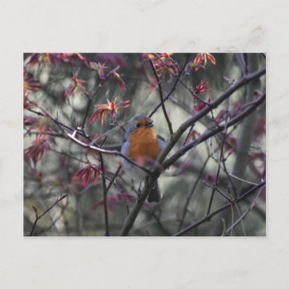 Robin  postcard