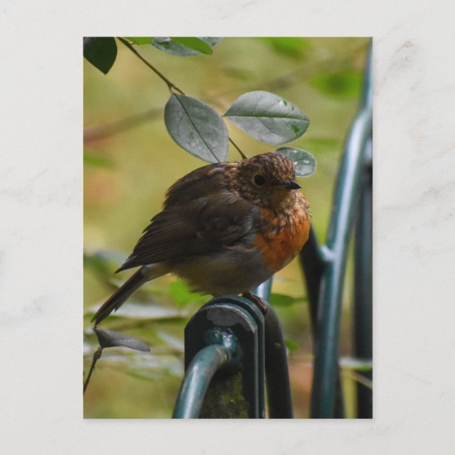 Robin Postcard (Front)
