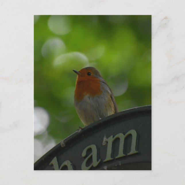 Robin Postcard (Front)