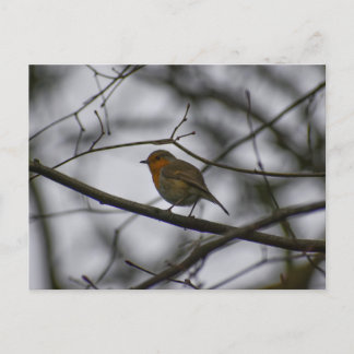 Robin  postcard