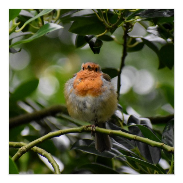 Robin Poster (Front)