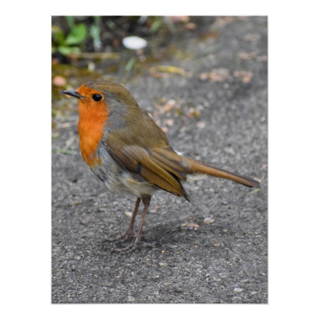 Robin  poster (Front)