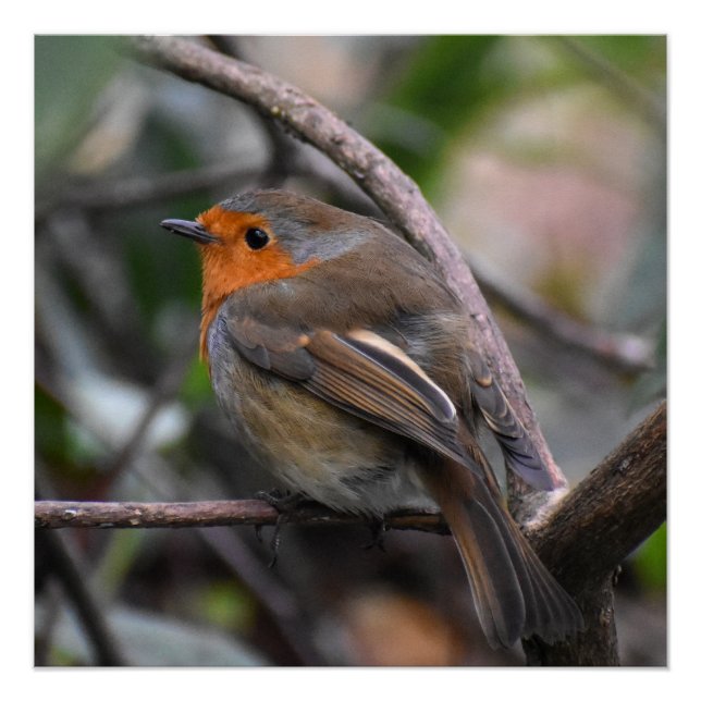 Robin  poster (Front)